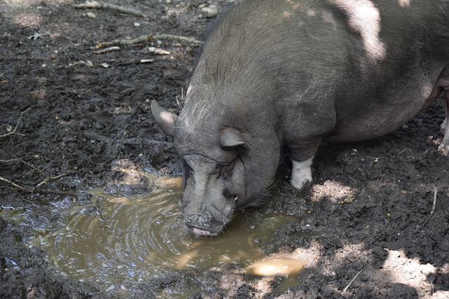 德的贝林厄 德的贝林厄